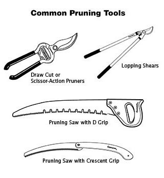 common pruning tools