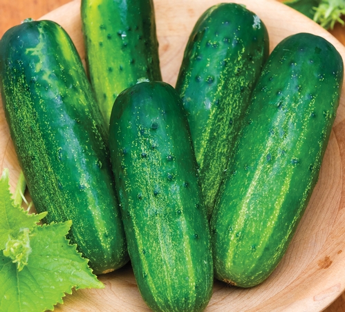 cucumber