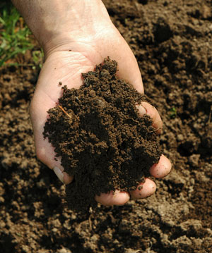 hand holding mound of soil
