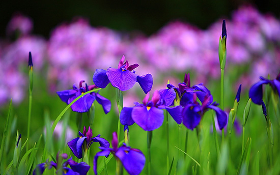 purple iris in a field