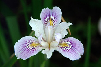 The Iris Flower