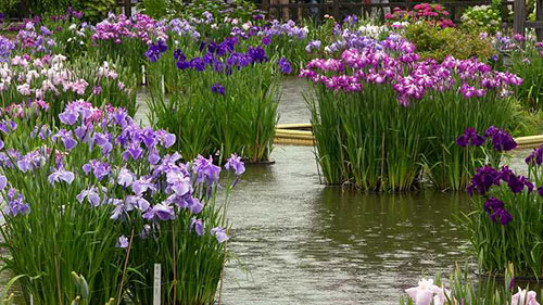 Soins des plantes de l'iris à eau