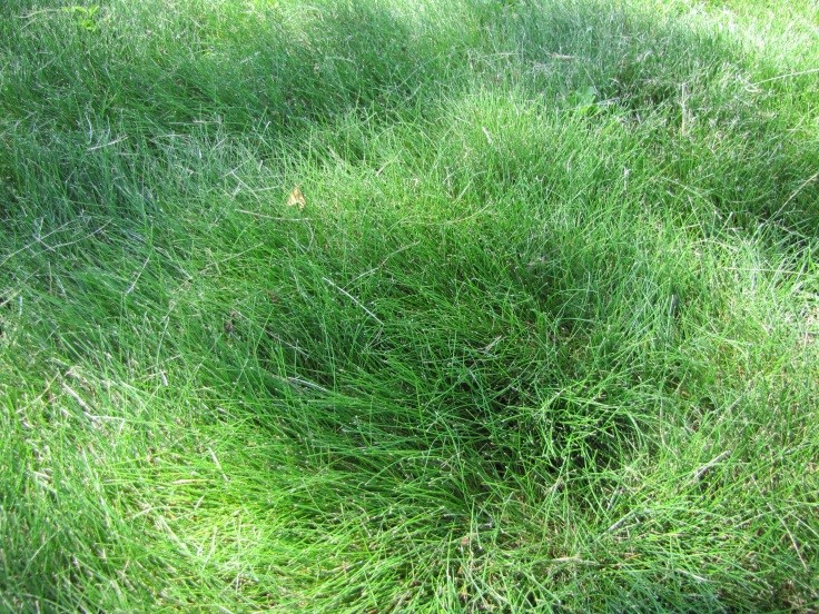 fescue 5