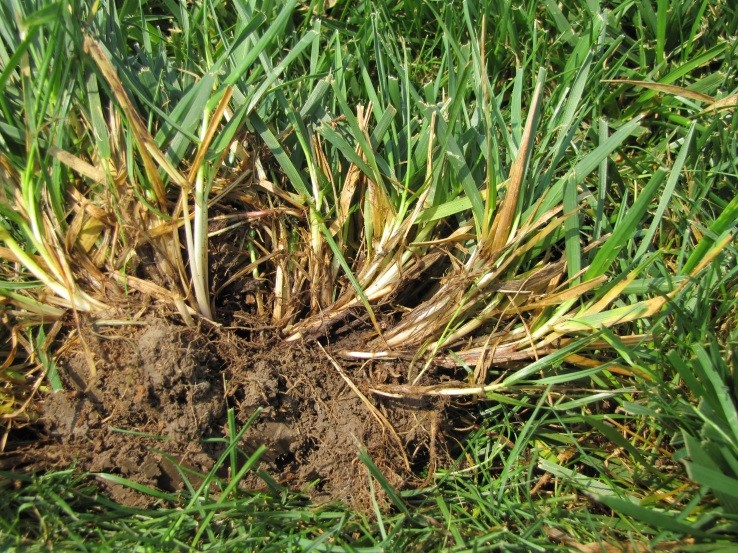 Fine Fescue Root Depth at Trent Musselman blog