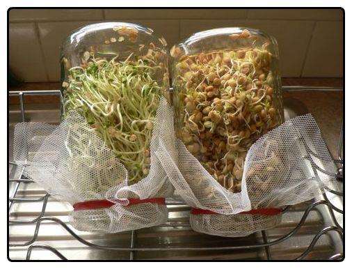 bean sprouts in jars