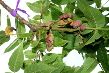 petiole galls