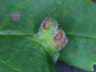 hairy leaflet gall