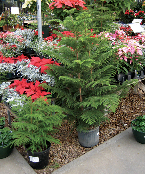 norfolk island pine