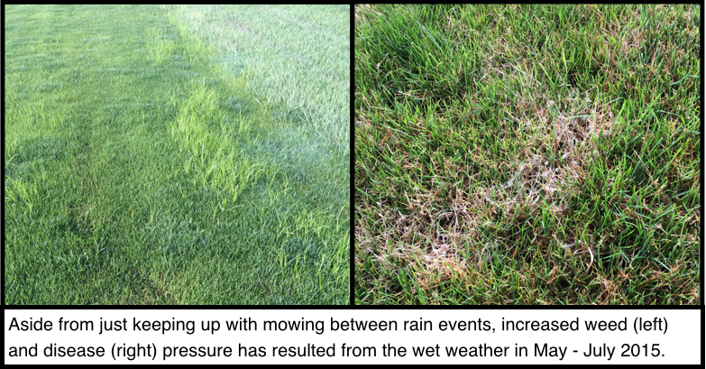 picture of turf with increased weeds on the left and disease on the right, text - aside from just keeping up with mowing between rain events, increased weed (left) and disease (right) pressure has resulted from the wet weather in May - July 2015