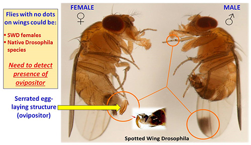 Flies with no dots on wings could be swd females or native drosophila species. Need to detect prescence of ovipositor.