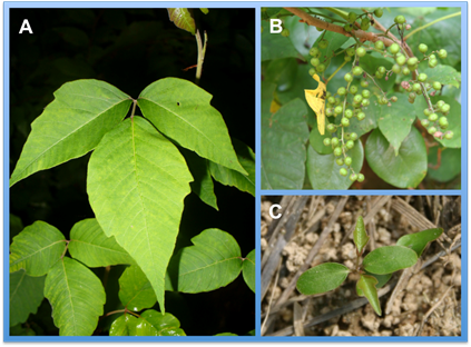 Weed of the Month: Poison Ivy // Missouri Environment and Garden News ...