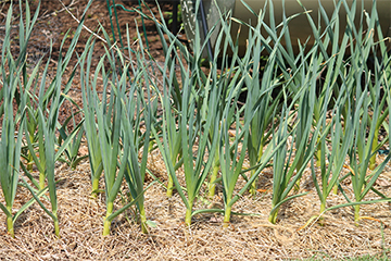 garlic plants