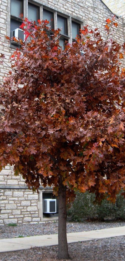 marcrescent oak tree in fall