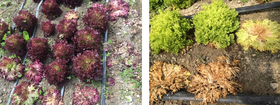 Contrast of  healthy and lettuce drop