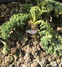 stem rot on high  tunnel kale