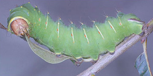 polyphemus moth caterpillar size