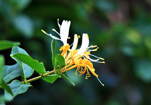 honeysuckle