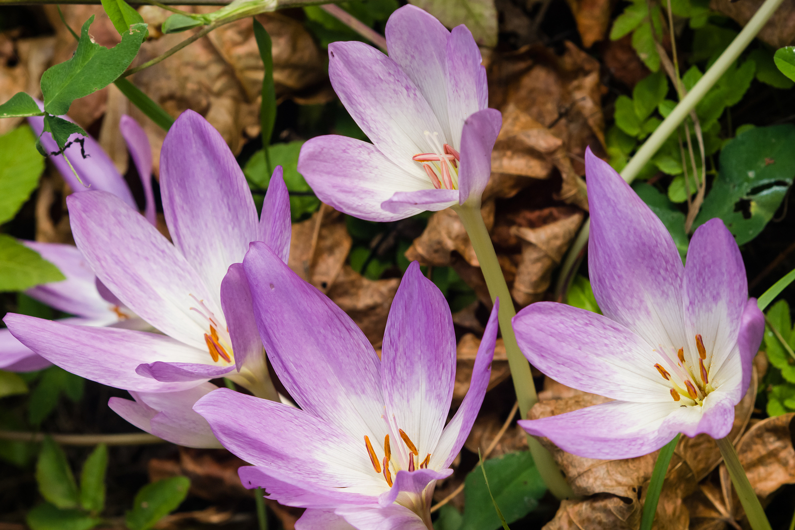 autumn crocus colchicine