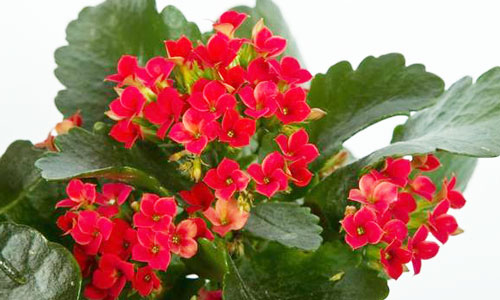 red kalanchoe plant