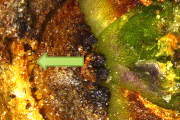 Eriophyid mites overwintering in Elderberry bud scale