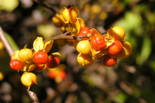 bittersweet berries