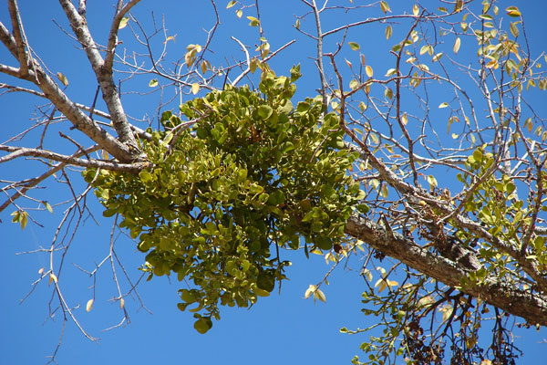 Mistletoe infesting a host tree