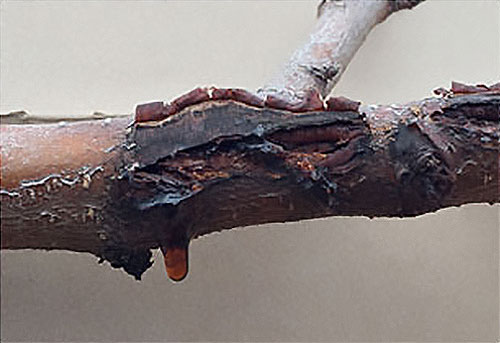 Amber-colored ooze dripping from a perennial canker caused by an infection of <em>Leucostoma</em> fungi on a peach branch