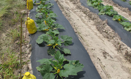 Cucumber: A Brief History // Missouri Environment and Garden News Article  // Integrated Pest Management, University of Missouri