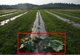 full field view of cucurbits