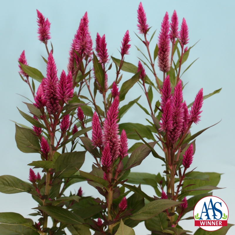 Celosia Asian Garden - photo credit: All America Selections