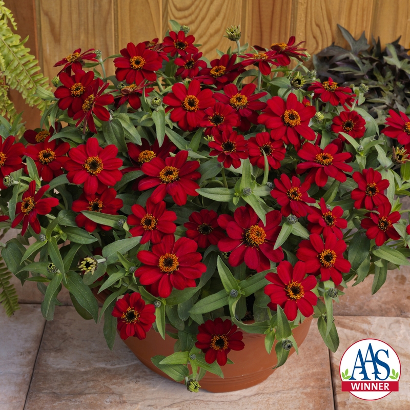 Zinnia Profusion Red - photo credit: All America Selections