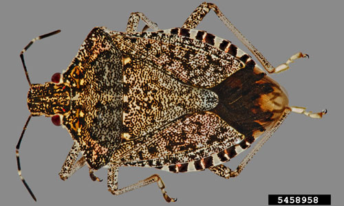 brown marmorated stink bug pyramid trap - Entomology Today