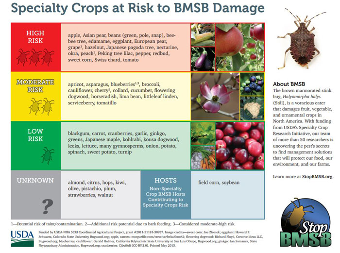 Stink Bug Traps in Gardens may Increase Damage to Tomatoes