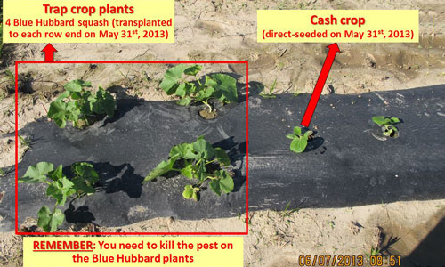 base of squash plant showing infestation by the squash vine borer