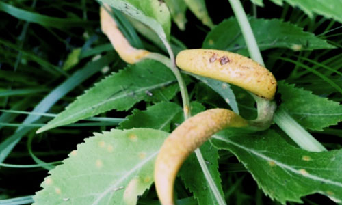 Symptoms of rust Puccinia sambuci on leaflets and petioles of an elderberry plant