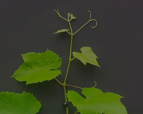 norton grape untreated after 24 hours