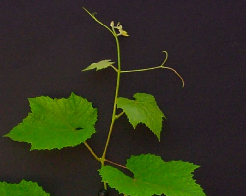 norton grape untreated after 48 hours