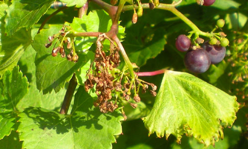 grape vines showing all the classic symptoms of growth regulator herbicide injury that includes; chlorosis, fan shaped leaves, fingering of leaf margins, and flower abortion
