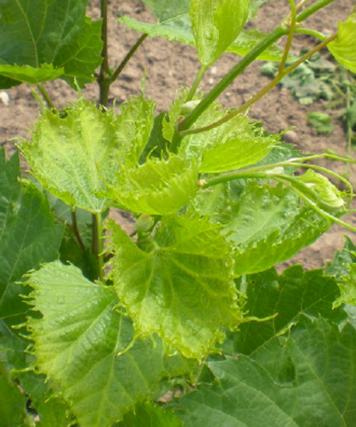 cupped grape leaves with fingering of the leaf margins