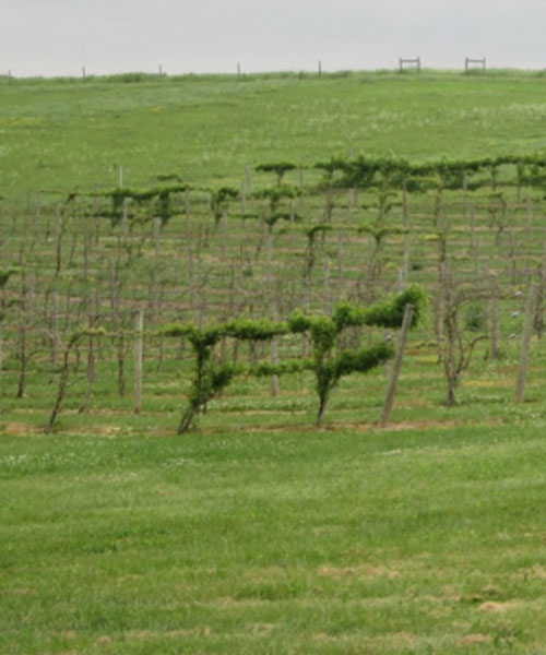 vineyard with herbicide drift