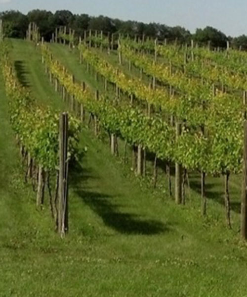 vineyard with herbicide drift from 2 products