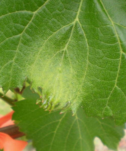 grape leaf with fingering of the leaf margins