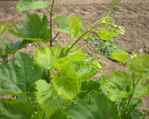 grapevines with symptoms of herbicide drift: cupped leaves, downward bending of the shoots, yellowing of the leaves, and fingering of the leaf margins