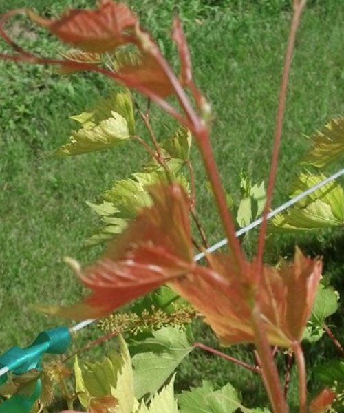 grape leaves with red coloration