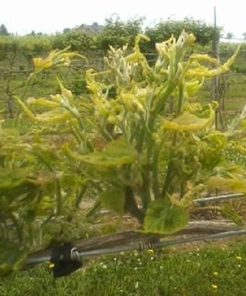 grape vine with stunted shoot growth, strapped leaves, chlorosis