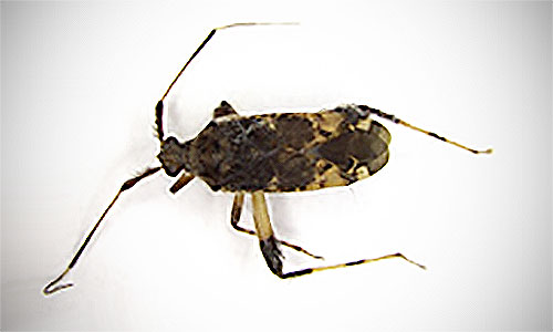 Adult plant bug