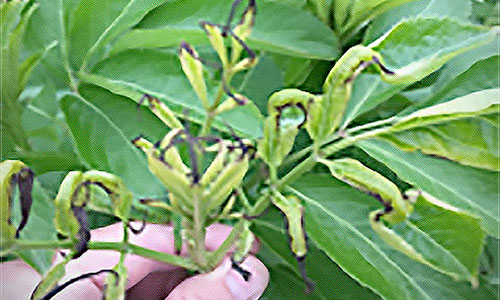 plant bug damage to necrotic growing point and leaflet margins on elderberry plants