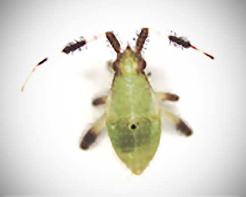 Early stage plant bug nymph (with legs folded and obscured by the abdomen)