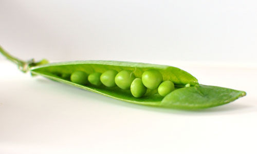 peas in an open pea pod