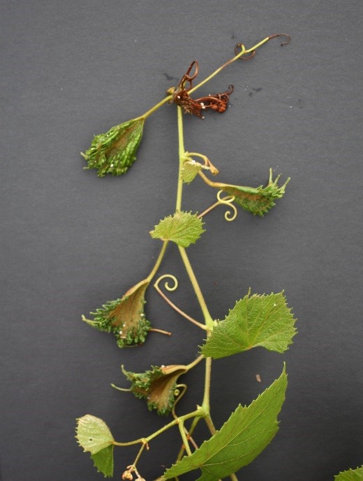 grapevine with die-back and curling and cupping leaves from dicamba injury